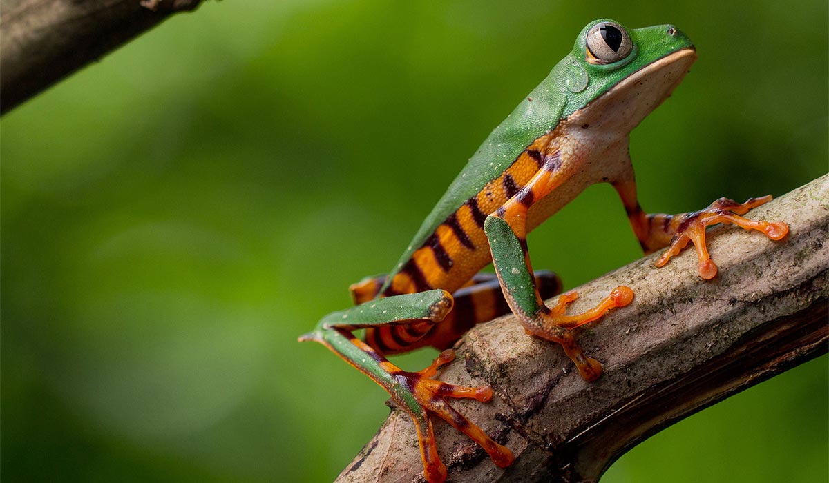 amazon jungle frog