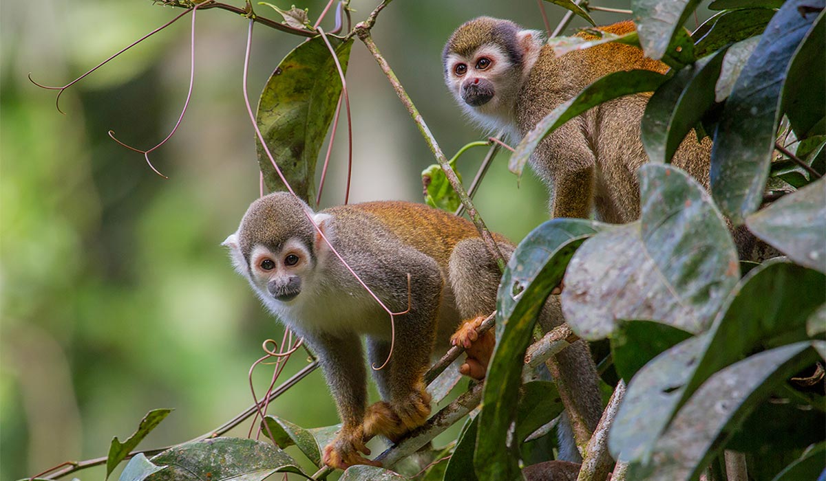 two squirrel monkeys