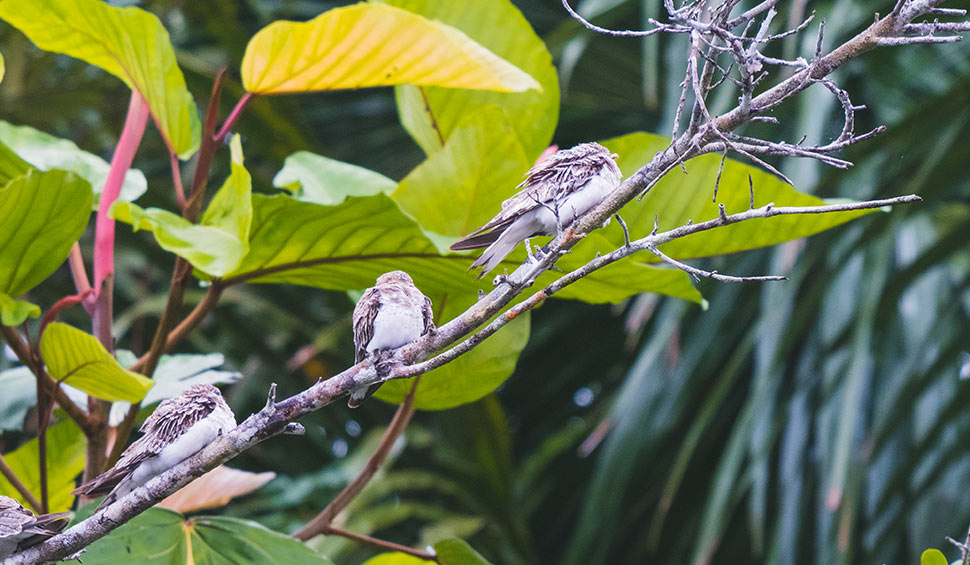 birds close to la selva lodge