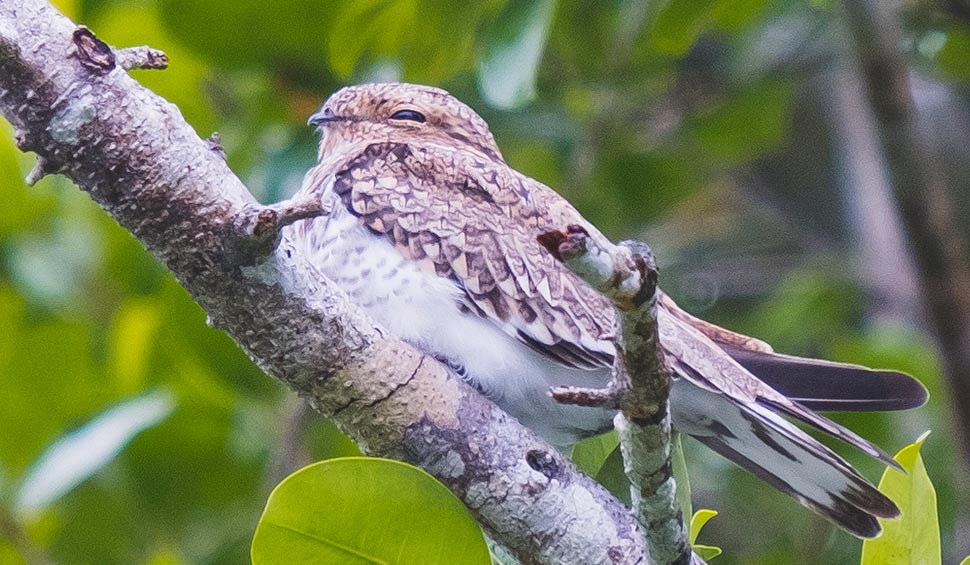 bird of the cloudforest ecuador