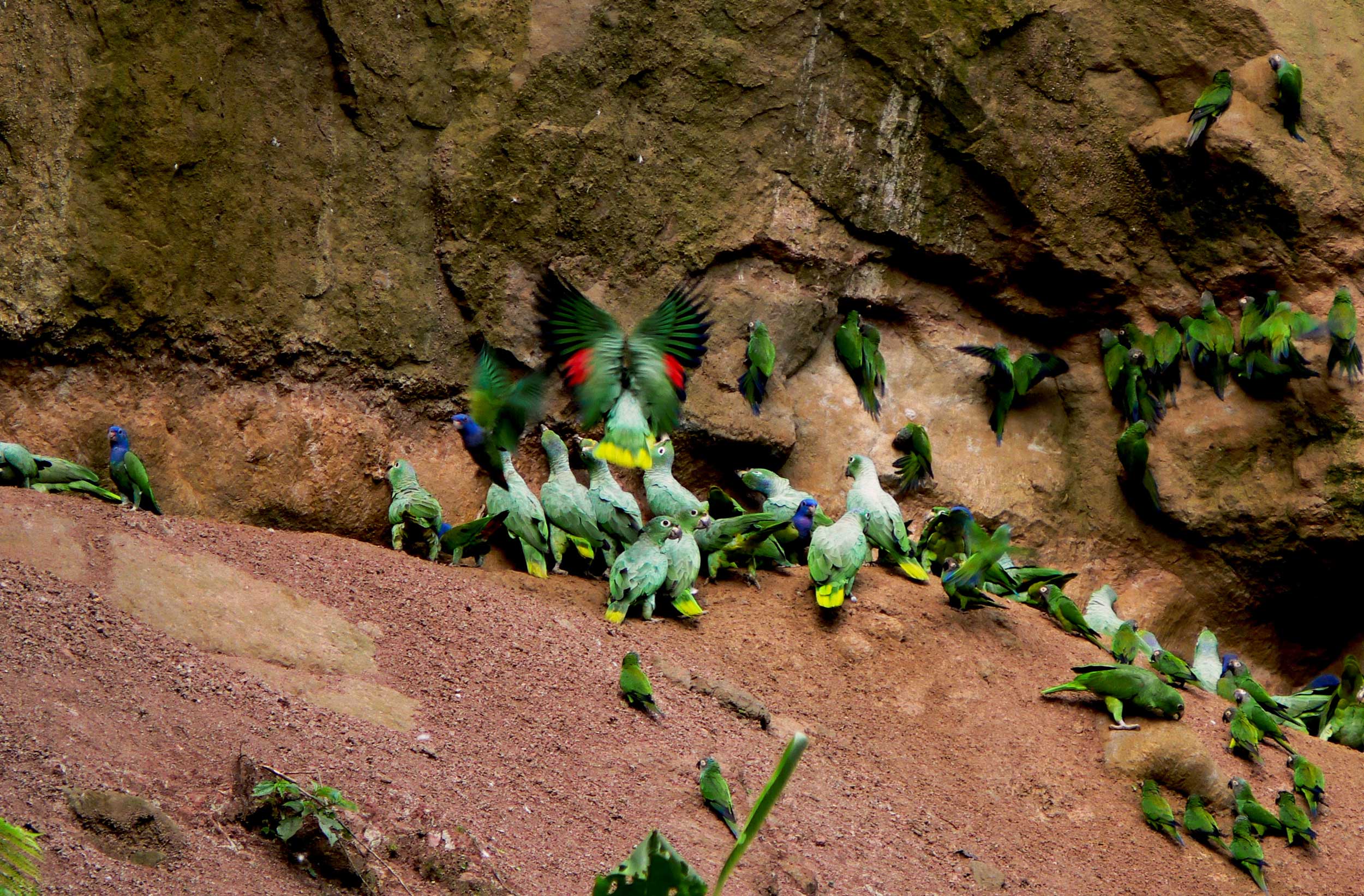la-selva-eco-lodge-parrot-clay-lick-2023