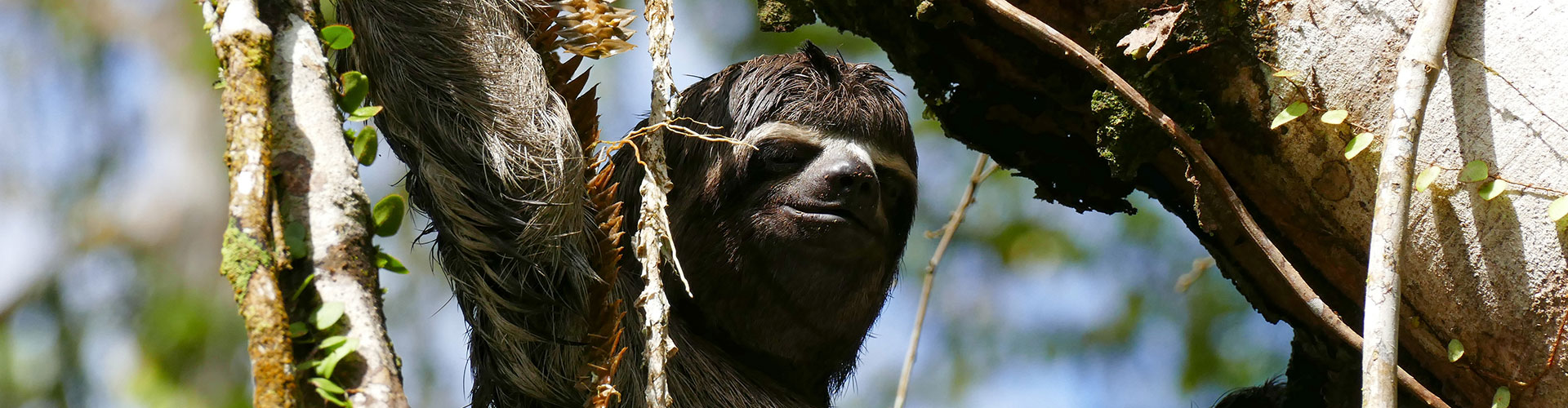 la-selva-eco-lodge-sloth