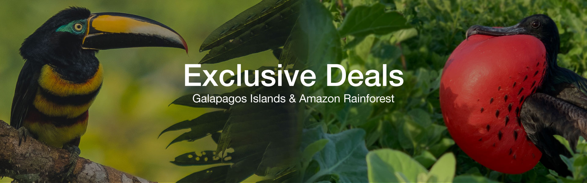 la-selva-eco-lodge-exclusive-deals