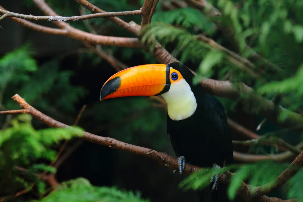 The Toucan (Many-Banded Aracari) -13 Amazon Rainforest Animals You Can See on a Jungle Tour - La Selva Lodge