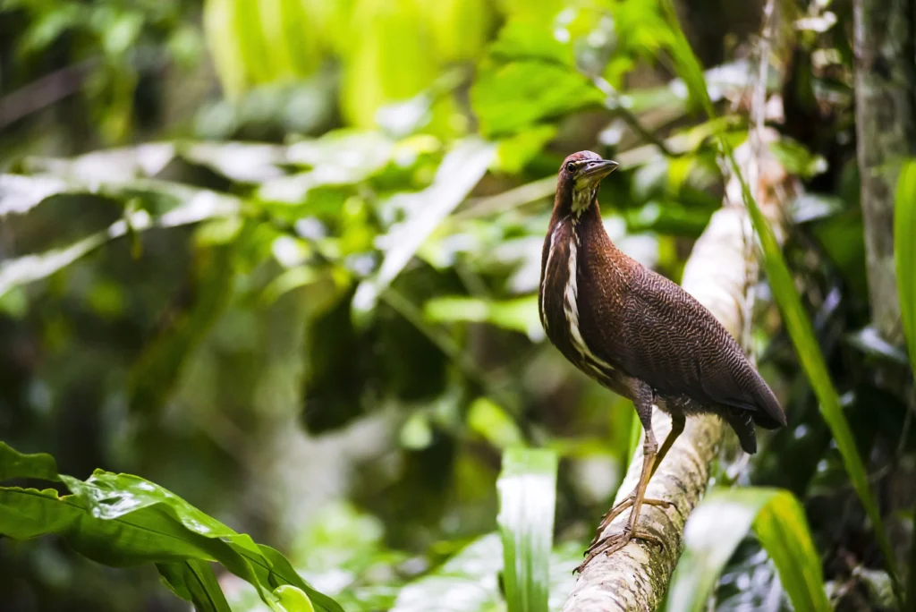 Heron in the Amazon Rainforest, Coca, Ecuador, South America - Top Birds of the Amazon Rainforest You Should Know About - La Selva Lodge