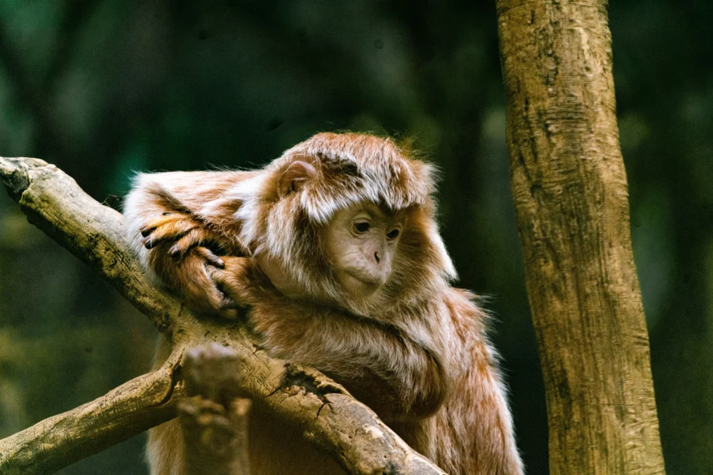 Closeup shot of a monkey with brown hair watching down while resting on a high tree branch - The Ultimate Guide to Monkeys of the Amazon Rainforest - La Selva Lodge Resort Amazonia