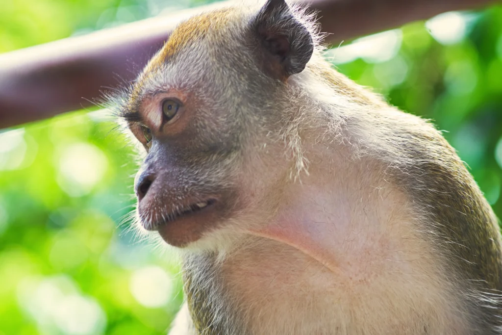 monkey face close up - The Ultimate Guide to Monkeys of the Amazon Rainforest - La Selva Lodge Resort Amazonia