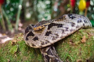 bothrops asper fer de lance snake resting on a tree - Snakes of the Amazon Rainforest: Venomous, Poisonous & Non-Venomous - La Selva Lodge