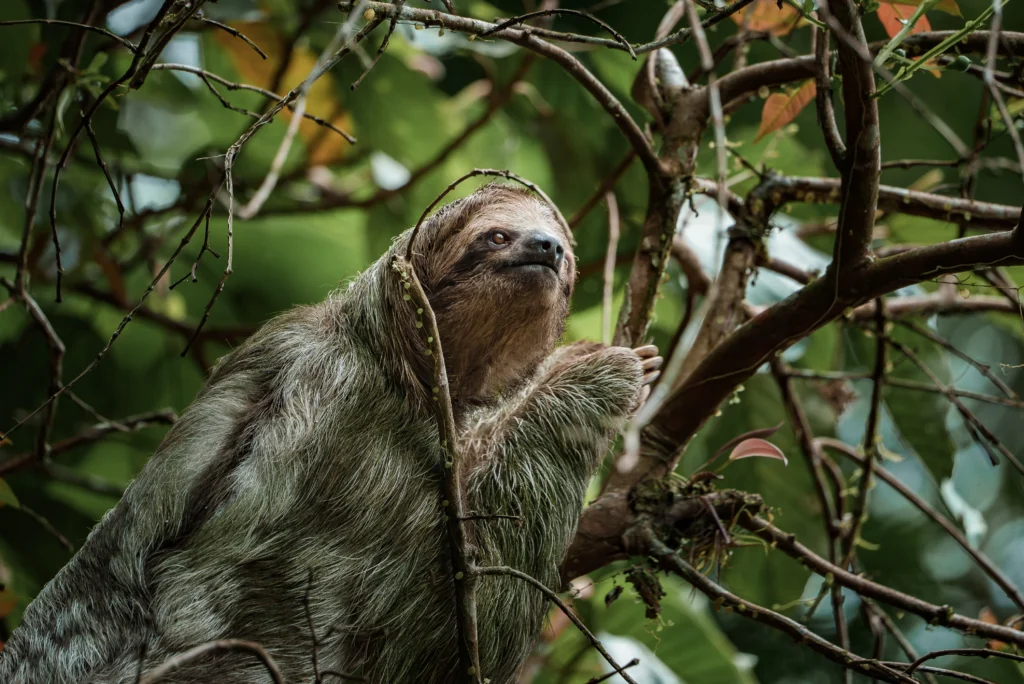 Sloth Conservation in the Amazon: A Deep Dive into Wildlife Rescue and Rehabilitation - Cute Sloth Hanging Tree Brach Perfect Portrair Wild Animal Rainforest