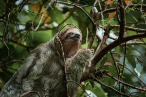 Sloth Conservation in the Amazon: A Deep Dive into Wildlife Rescue and Rehabilitation - Cute Sloth Hanging Tree Brach Perfect Portrair Wild Animal Rainforest