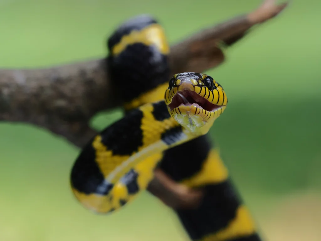 golden ring snake - Snakes of the Amazon Rainforest: Venomous, Poisonous & Non-Venomous - La Selva Lodge
