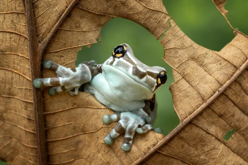 Amazon Milk Frog - Frogs of the Amazon: A Complete Guide
