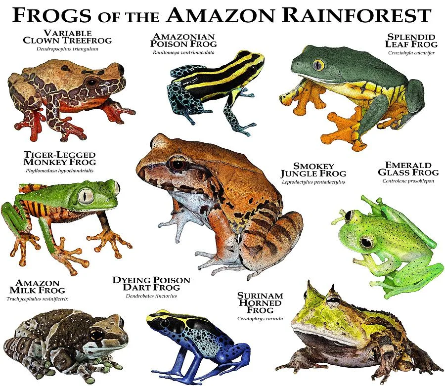Frogs of the Amazon: A Complete Guide