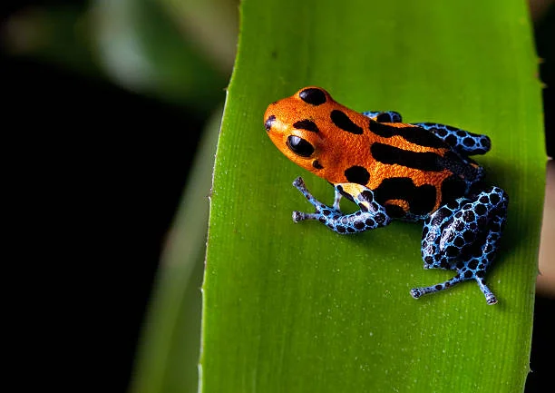Frogs of the Amazon: A Complete Guide