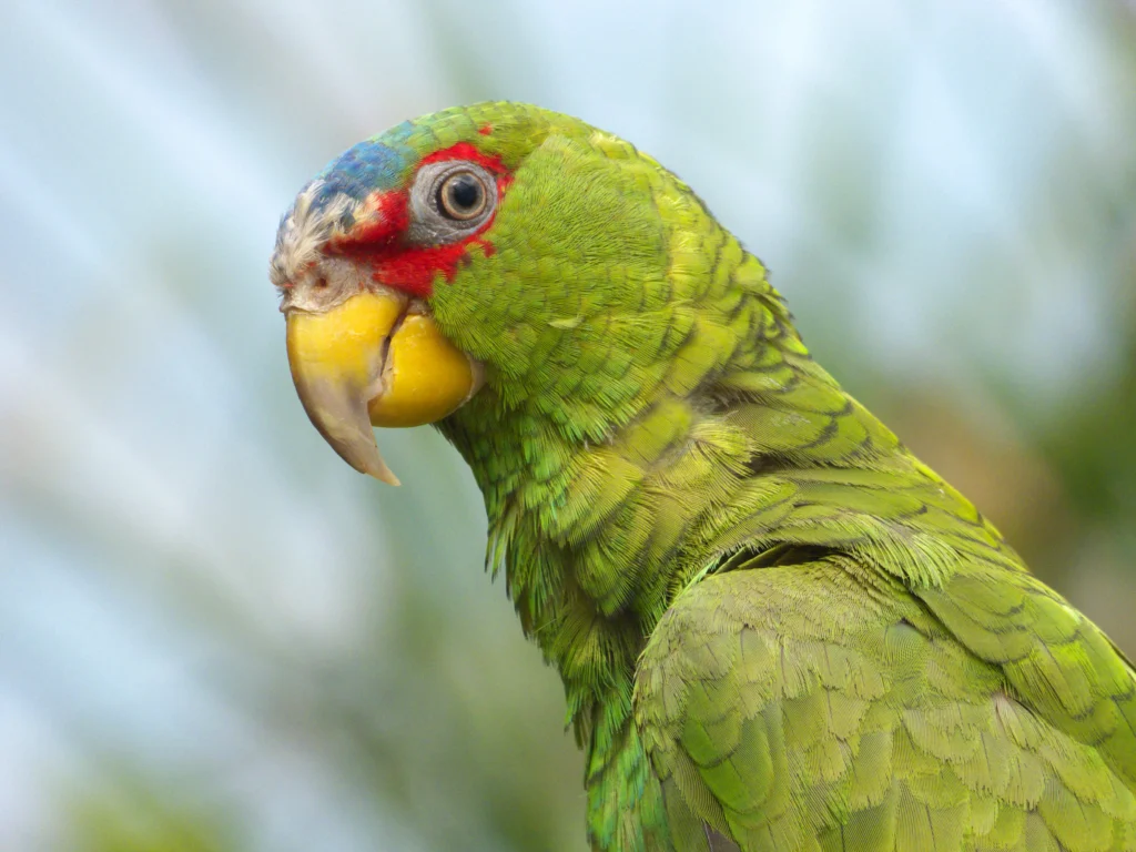 amazon parrot hellabrunn zoo munich bavaria - Amazon Parrots: Importance, Species, Facts, Threats and Pictures - La Selva Lodge