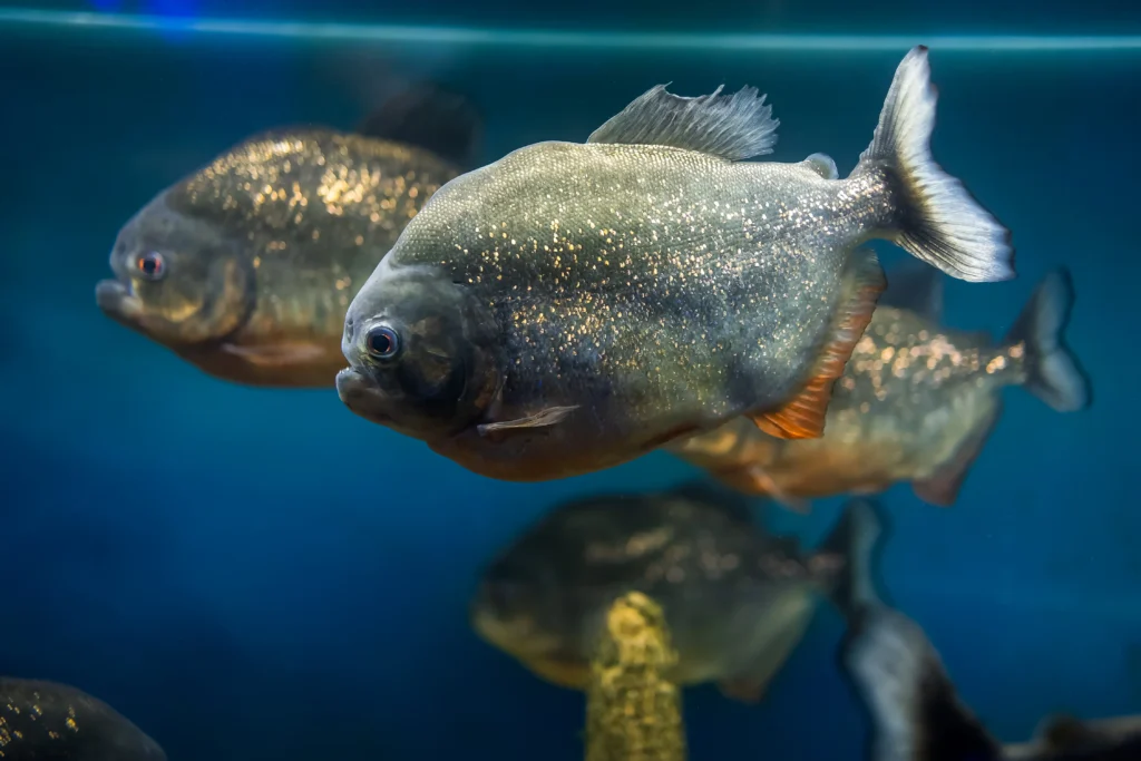 aquarium with exotic fish with piranhas - Fish of the Amazon: A Simple Guide - La Selva Lodge