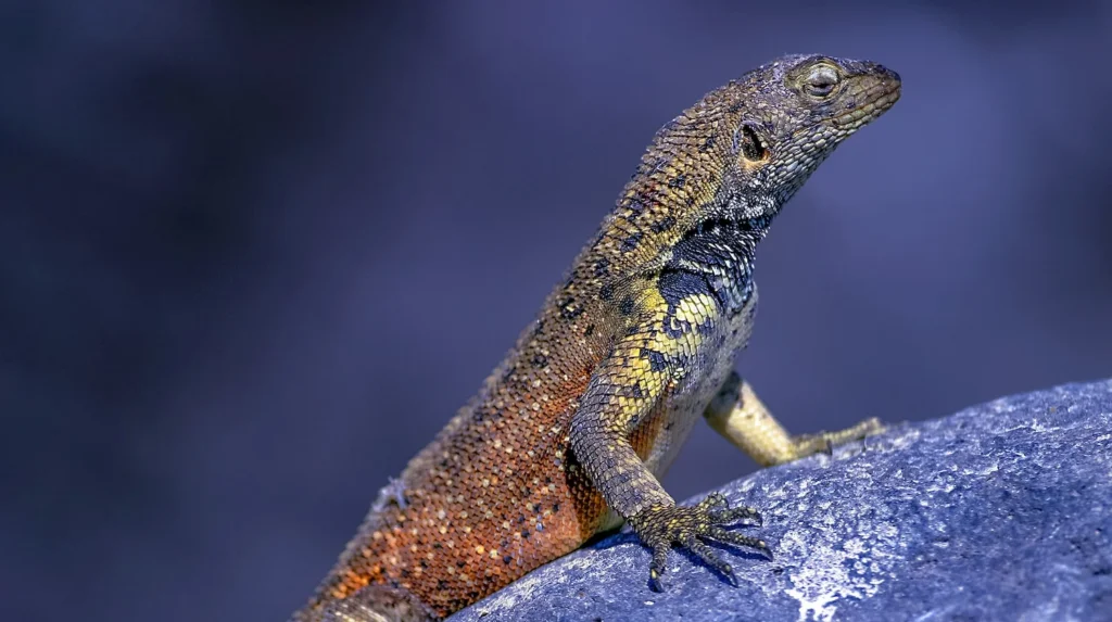 galapagos lava lizard galapagos national park - Amazon Rainforest Lizards: A Complete Guide - Golden Galapagos Cruises