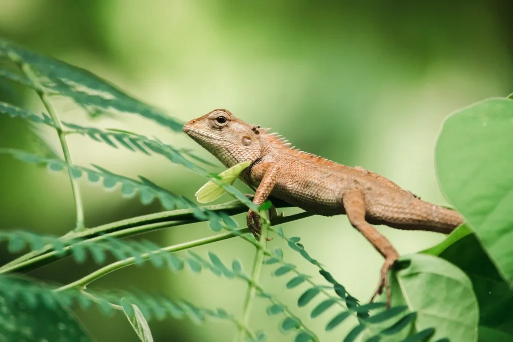 oriental garden lizard lives on tree branches - Amazon Rainforest Lizards: A Complete Guide - Golden Galapagos Cruises