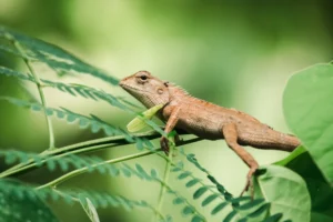 oriental-garden-lizard-lives-on-tree-branches-2026-01-08-05-54-19-utc (1) oriental garden lizard lives on tree branches - Amazon Rainforest Lizards: A Complete Guide - Golden Galapagos Cruises
