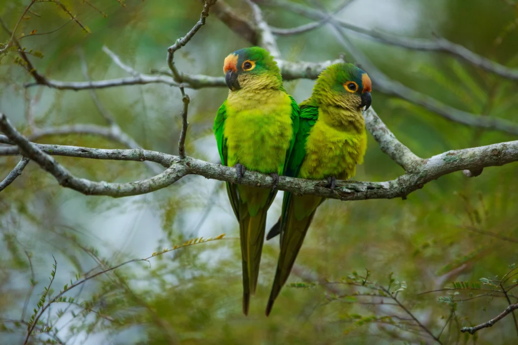 peach fronted parakeets aratinga - Amazon Parrots: Importance, Species, Facts, Threats and Pictures - La Selva Lodge