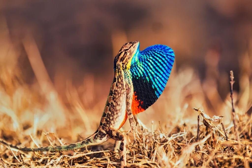 Selective Focus of a sitana in a field covered - Amazon Rainforest Lizards: A Complete Guide - Golden Galapagos Cruises