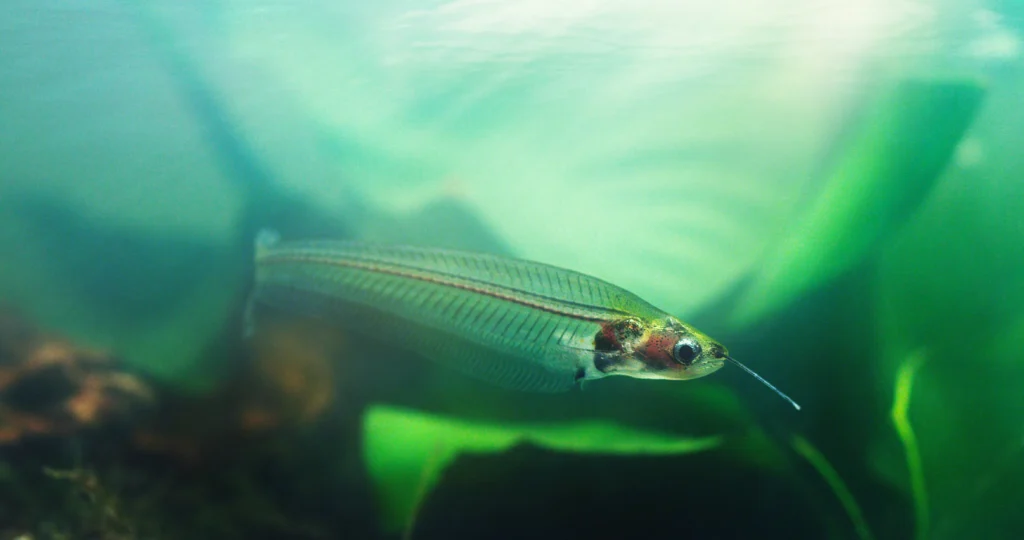 the ghost catfish can blend into almost - Fish of the Amazon: A Simple Guide - La Selva Lodge