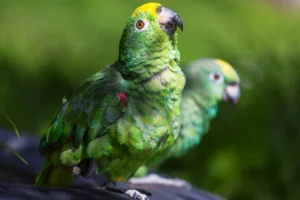 two-beautiful-green-parrots-perched-outdoors-2026-01-07-01-31-16-utc two beautiful green parrots perched outdoors - Amazon Parrots: Importance, Species, Facts, Threats and Pictures - La Selva Lodge