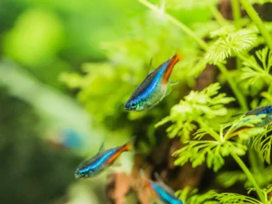 vibrant neon tetra fish swimming among green plant - Fish of the Amazon: A Simple Guide - La Selva Lodge