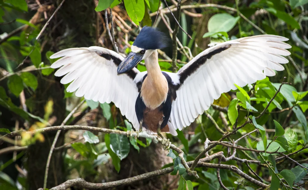 boat billed heron spreading its wings A Quirky Review: Bird Watching in the Ecuadorian Amazon