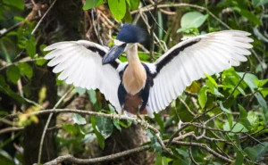 boat-billed-heron-spreading-its-wings-in-belize-2026-03-09-04-56-54-utc boat billed heron spreading its wings A Quirky Review: Bird Watching in the Ecuadorian Amazon