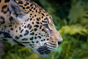 close-up-of-a-jaguar-in-a-natural-habitat-with-a-g-2026-01-05-00-09-20-utc close up of a jaguar in a natural habitat - Jaguars of the Amazon Rainforest: Habitat, Diet, Behavior, and Fascinating Facts
