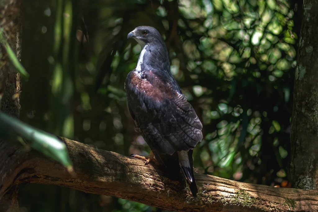 hawk perched on a mossy tree branch - A Quirky Review: Bird Watching in the Ecuadorian Amazon