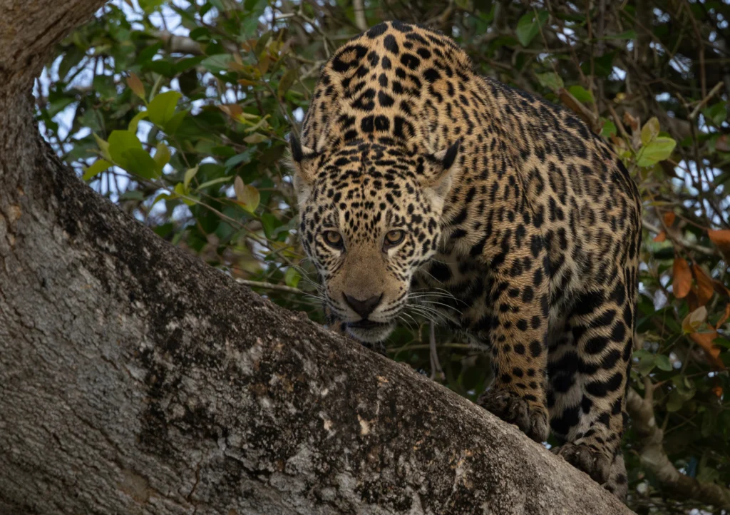 jaguar hunting in amazon - Jaguars of the Amazon Rainforest: Habitat, Diet, Behavior, and Fascinating Facts
