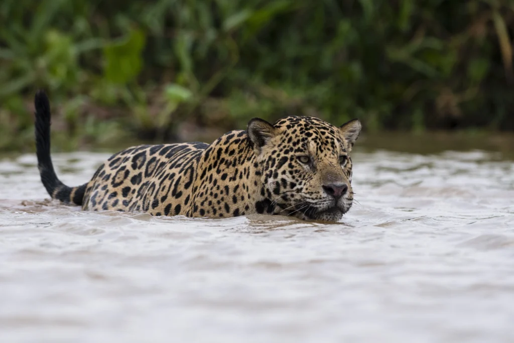 jaguar panthera onca walking into water pantana - Jaguars of the Amazon Rainforest: Habitat, Diet, Behavior, and Fascinating Facts