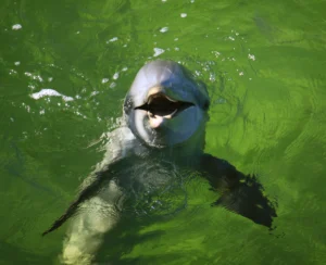 dolphin smiling in turquoise colored water - Dolphins of the Amazon: A Complete Guide