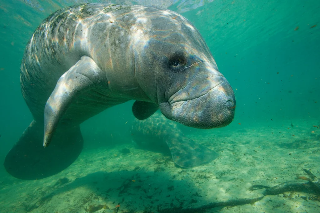 florida manatee - Amazonian Manatee: Facts, Habitat, Diet, Behavior and Conservation
