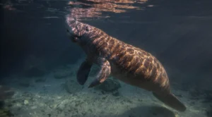 gentle manatee swimming tranquilly underwater near - Amazonian Manatee: Facts, Habitat, Diet, Behavior and Conservation