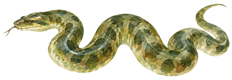 la-selva-tales-anaconda-chapter1