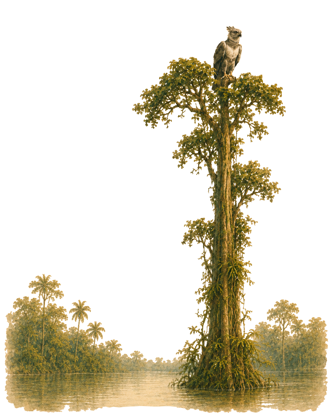 la-selva-tales-chapter-2-eagle