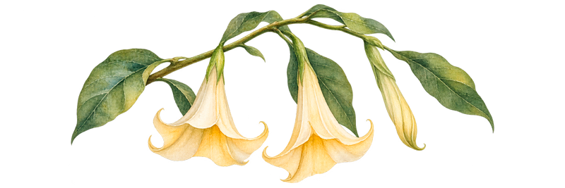 la-selva-tales-chapter4-floripondio