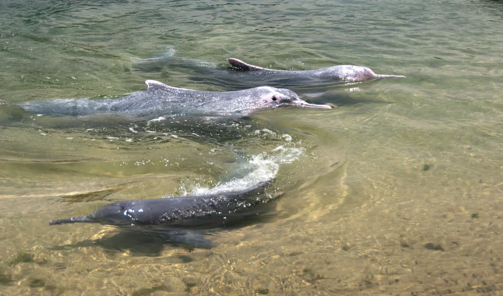 three dolphins swimming together in clear ocean - Dolphins of the Amazon: A Complete Guide