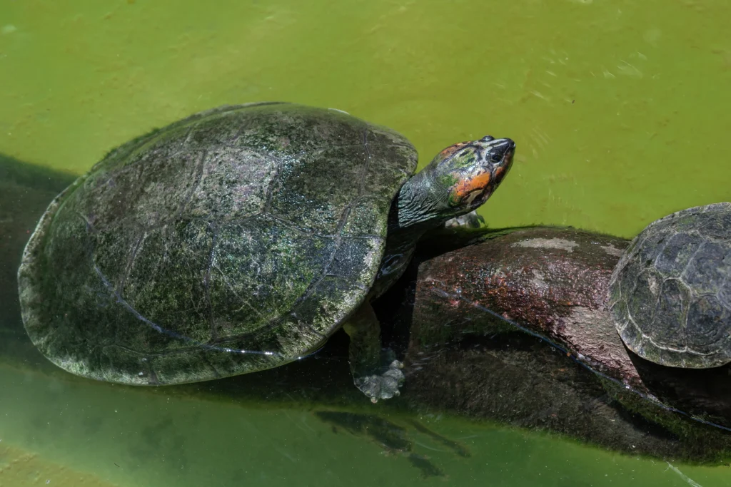Amazon Rainforest Turtles resting on log in green water