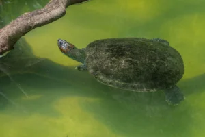 turtle-swimming-in-green-water-near-tree-branch-2025-12-31-02-17-49-utc Amazon Rainforest Turtles swimming in green water near tree branch