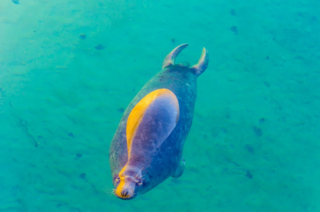 view of a seal in an open air enclosure on the sea - Amazonian Manatee: Facts, Habitat, Diet, Behavior and Conservation