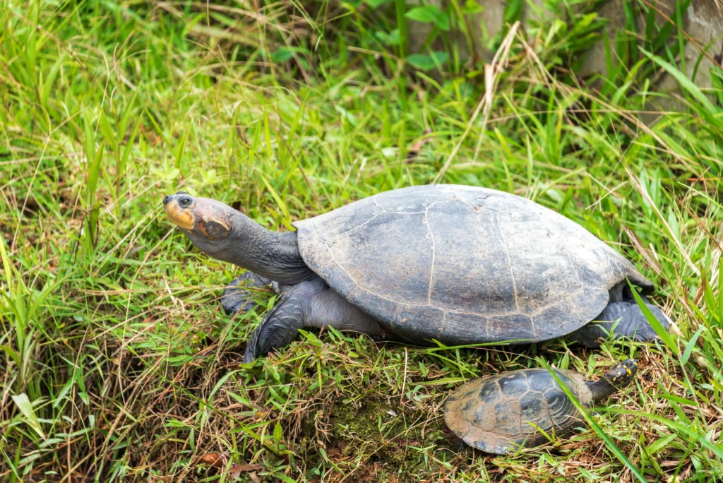 Amazon Rainforest Turtles