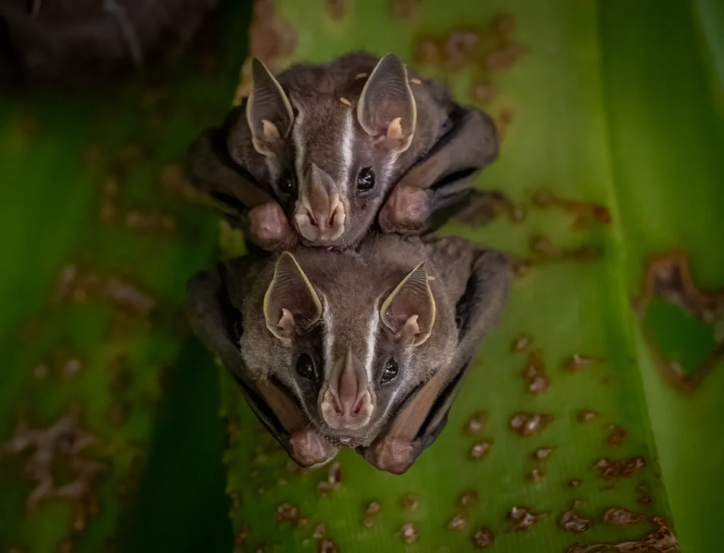 Bats of the Amazon Rainforest