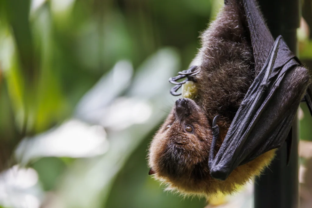 close up Bats of the Amazon Rainforest