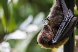 close-up-of-bat-hanging-upside-down-2026-09-24-08-54-58-utc close up Bats of the Amazon Rainforest