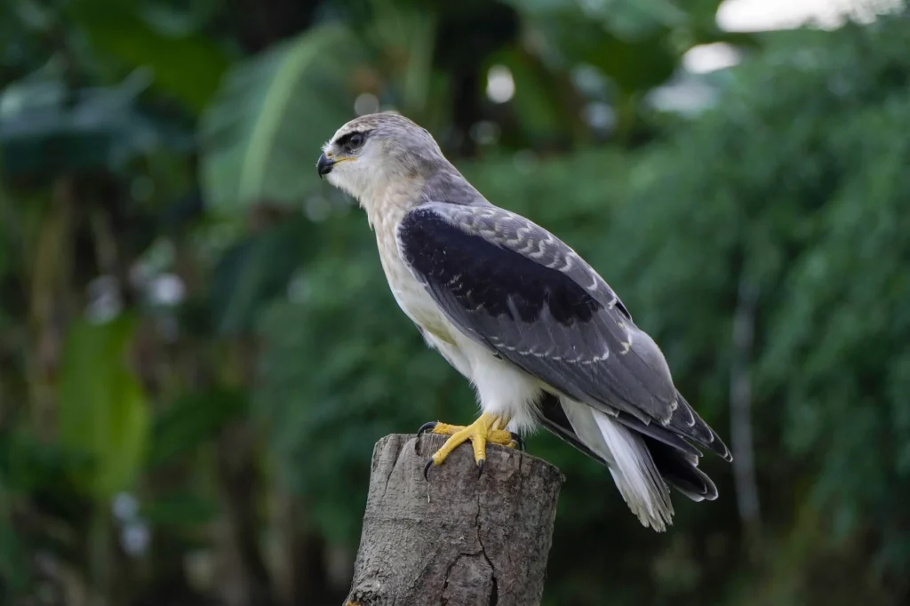 Harpy Eagle of the Amazon