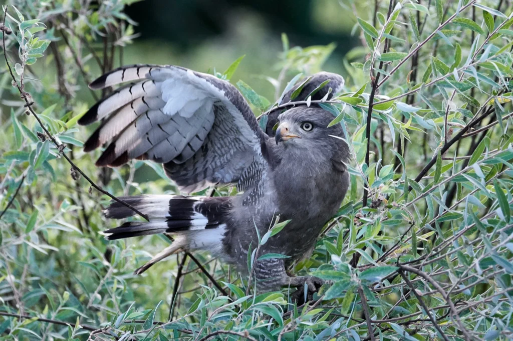 Harpy Eagle of the Amazon